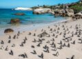 African Penguin boulder beach