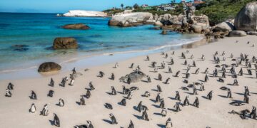 African Penguin boulder beach
