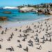 African Penguin boulder beach