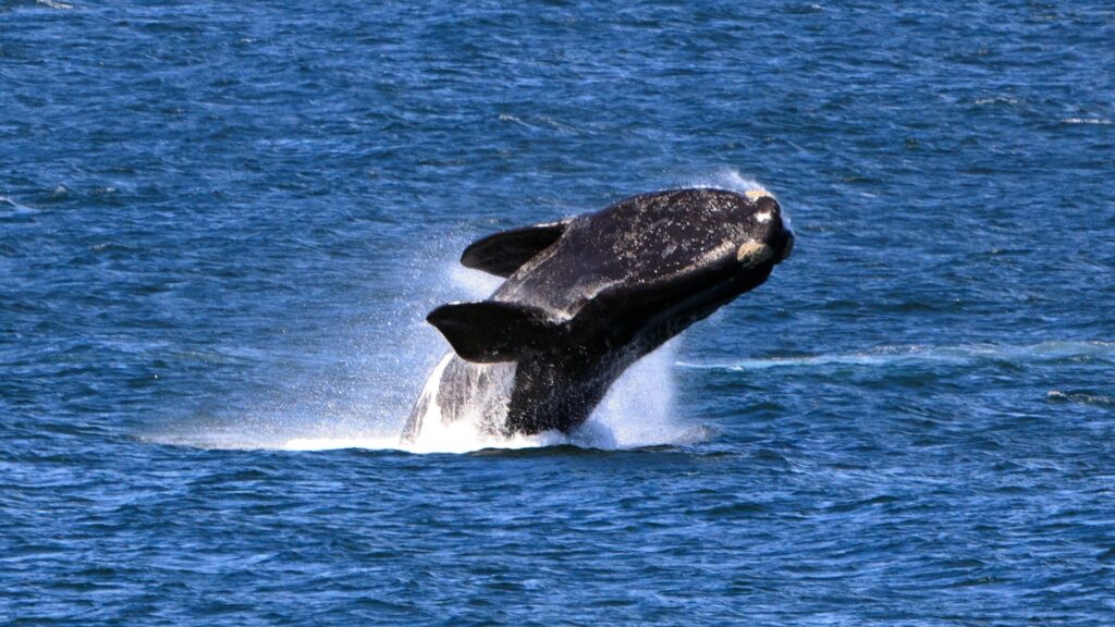 southern right whale breaching