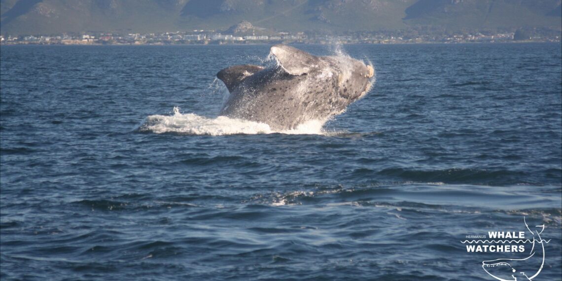 Hermanus known as the top Whale Watching in South Africa