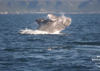 Hermanus known as the top Whale Watching in South Africa