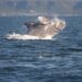 Hermanus known as the top Whale Watching in South Africa