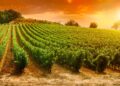 the overberg wineries