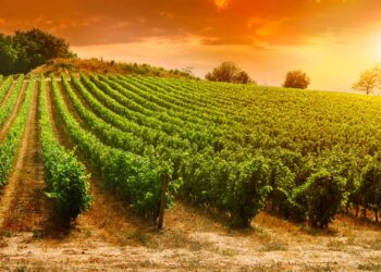 Explore the top Wine Routes in South Africa: A Journey Through Vineyards and Heritage