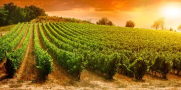 Explore the top Wine Routes in South Africa: A Journey Through Vineyards and Heritage
