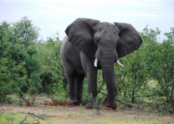 Elephant Country Guesthouse Plettenberg Bay