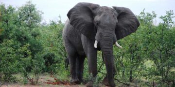 Elephant Country Guesthouse Plettenberg Bay