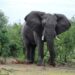 Elephant Country Guesthouse Plettenberg Bay