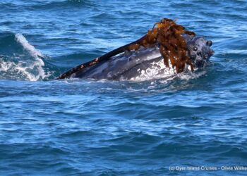 Whale playing with kelp 1200x800 20f6fc178ec84454bd7f3f3f68024596