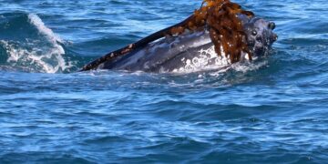 Whale playing with kelp 1200x800 20f6fc178ec84454bd7f3f3f68024596