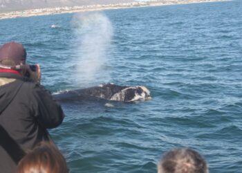 Whale Watching with Hermanus Whale Watchers Video