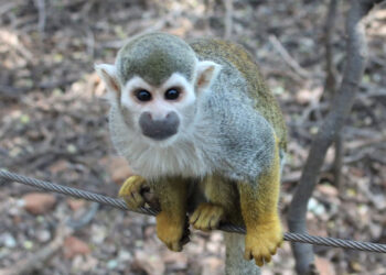 Explore the Enchanting Monkey Sanctuary and Bush Babies in Hartbeespoort Dam: A Wild Adventure for the Whole Family