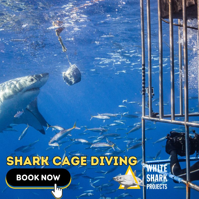 Shark Cage Diving Booking