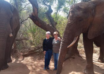 Elephant Sanctuary in Hartbeespoortdam