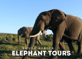 Elephant Tours in South Africa – Video
