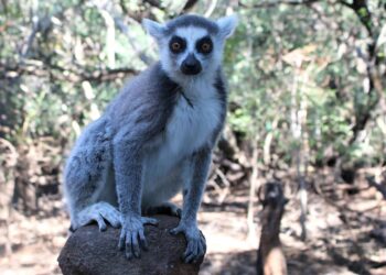 Monkey Sanctuary in Hartbeespoort Dam