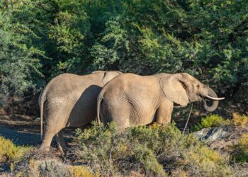 Elephants are the Majestic Giants of the Wild