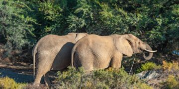 Elephants are the Majestic Giants of the Wild