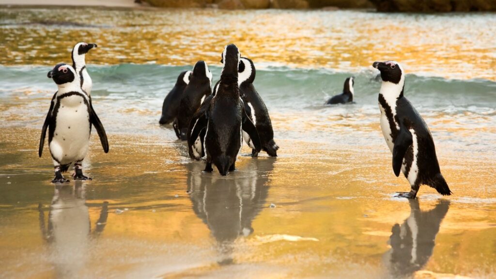 african penguins sunset