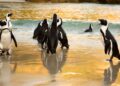 african penguins sunset