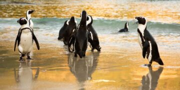 Top 10 Things to Do in South Africa During Winter (June–August)