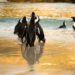 african penguins sunset