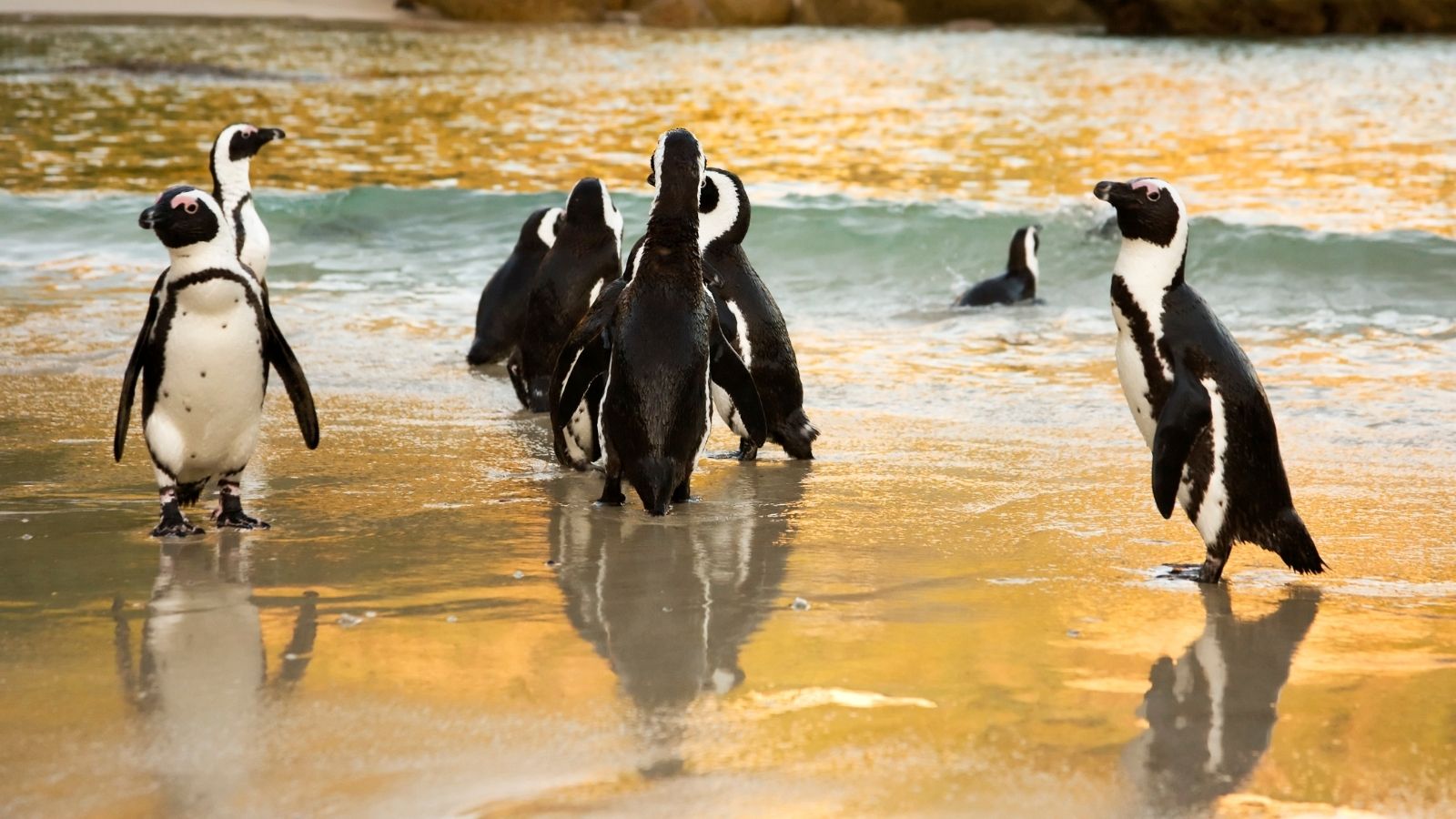 african penguins sunset