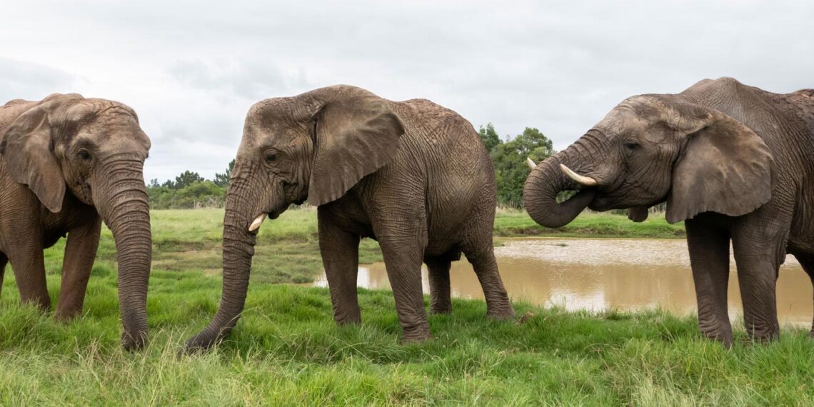 Plettenberg Bay Elephant Sanctuary