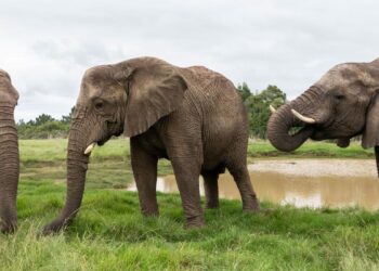 Plettenberg Bay Elephant Sanctuary