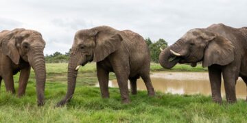 Plettenberg Bay Elephant Sanctuary
