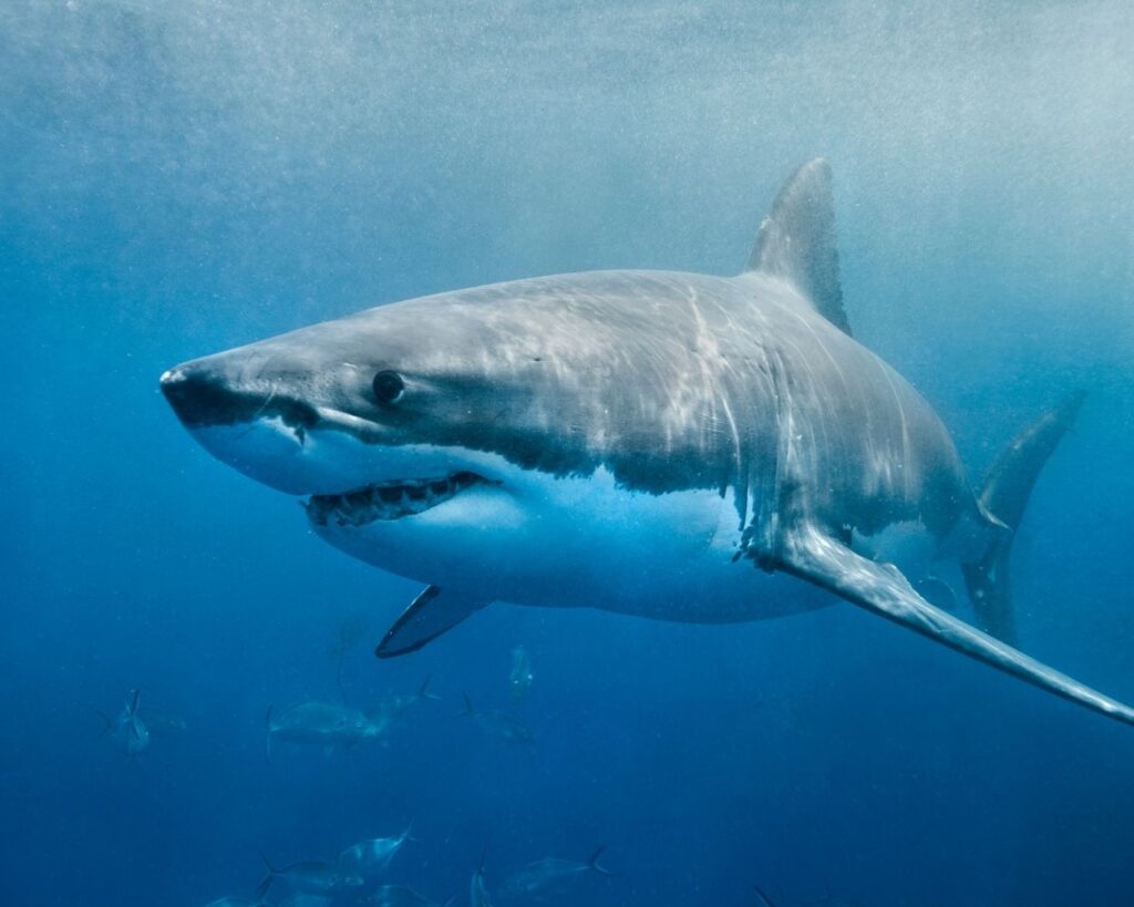 Great White Shark diving Gansbaai
