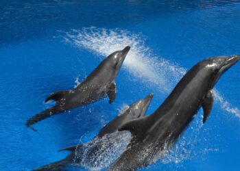 Explore Durban: Discover the Top 10 Must-Do Activities in South Africa’s Vibrant Coastal City