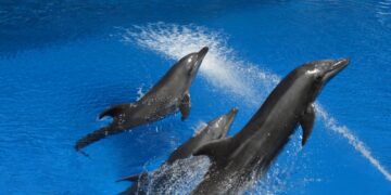 Explore Durban: Discover the Top 10 Must-Do Activities in South Africa’s Vibrant Coastal City