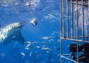 Shark Cage Diving in Gansbaai, South Africa with White Shark Projects