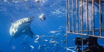 Shark Cage Diving in Gansbaai, South Africa with White Shark Projects