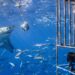 Shark Cage Diving in Gansbaai, South Africa with White Shark Projects