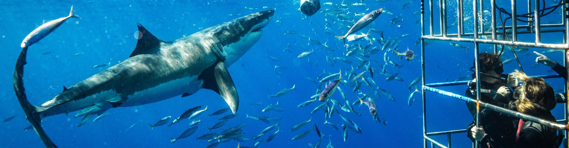 Shark Diving