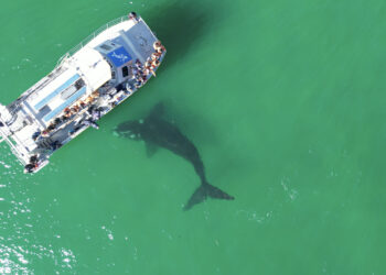 Get Ready for an Epic 2025 Southern Right Whale Season with Marine Dynamics Shark and Whale Tours in Gansbaai
