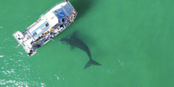 Get Ready for an Epic 2025 Southern Right Whale Season with Marine Dynamics Shark and Whale Tours in Gansbaai