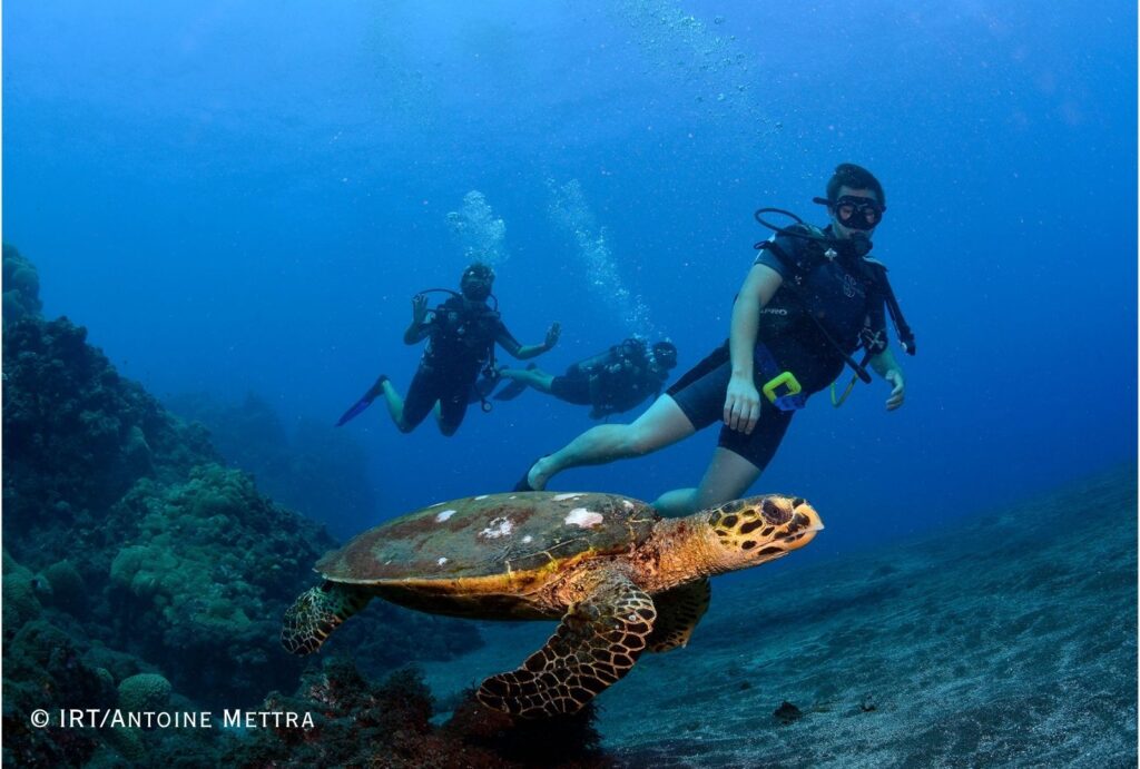plongee tortue carret105 CREDIT IRT Antoine Mettra