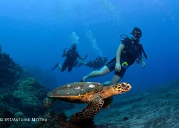 Reunion Island Awaits: Visa-Free, Wild, and Wonderfully Green