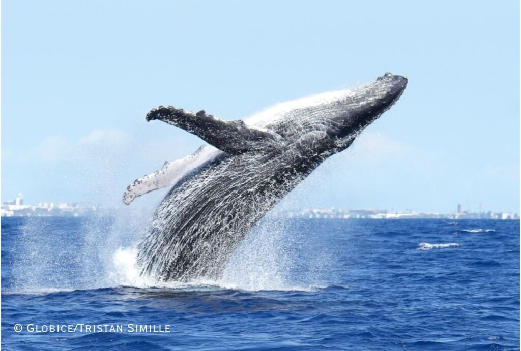 whale Globice Tristan Simille