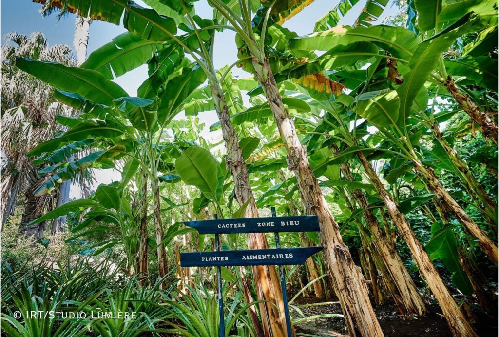 jardin139 jardin d eden CREDIT IRT DROITS RESERVES studio lumiere