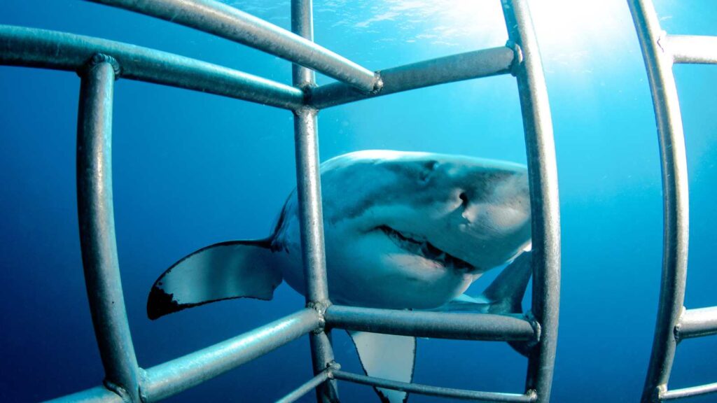 Shark Cage Diving in Gansbaai