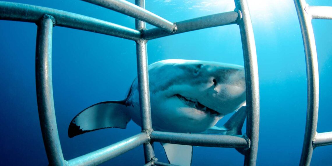 Shark Cage Diving in Gansbaai