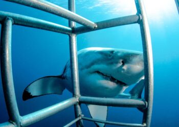 Shark Cage Diving in Gansbaai