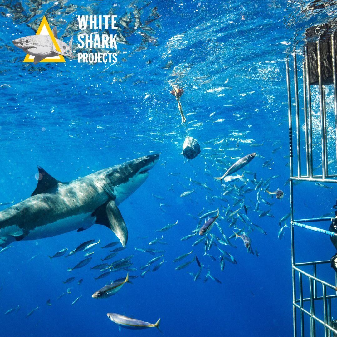 White Shark Projects