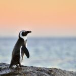 africa penguins