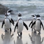 africa penguins 4